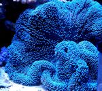 Акваријум Море Бескичмењаци Giant Carpet Anemone анемонес карактеристике и фотографија
