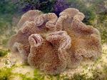 Aquarium Sea Invertebrates Giant Carpet Anemone  characteristics and Photo