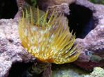 Aquarium Sea Invertebrates Giant Fanworm  characteristics and Photo