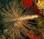 Akvaryum Deniz Omurgasızları Dev Fanworm  özellikleri ve fotoğraf