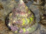 Photo Aquarium Sea Invertebrates clams Giant Top Shell Snail  characteristics
