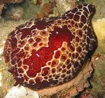 Photo Aquarium Sea Invertebrates sea slugs Grand Pleurobranch  characteristics