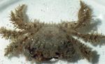 Aquarium Sea Invertebrates Hairy Crab  characteristics and Photo