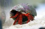 Aquarium Sea Invertebrates Halloween Hermit Crab lobsters characteristics and Photo