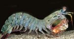 Akvaryum Deniz Omurgasızları Alacalı Mantis Karidesi (Tavuskuşu Mantis Karidesi) ıstakoz özellikleri ve fotoğraf