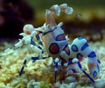 Aquarium Sea Invertebrates Harlequin Shrimp, Clown (White Orchid) Shrimp  characteristics and Photo