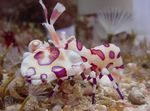 Akvárium Harlekýn Krevety, Klaun (Biela Orchidea) Krevety skrček, Hymenocera picta hnedý fotografie, popis a starostlivosť, pestovanie a vlastnosti