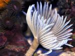 Photo Aquarium Sea Invertebrates fan worms Hawaiian Feather Duster  characteristics