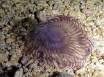 Aquarium Sea Invertebrates Hawaiian Feather Duster fan worms characteristics and Photo