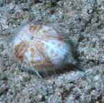fotoğraf Akvaryum Deniz Omurgasızları kestaneleri Kalp Deniz Kestanesi  özellikleri