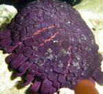 Aquarium Sea Invertebrates Helmet Urchin  characteristics and Photo