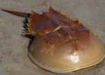 Photo Aquarium Sea Invertebrates  Horseshoe Crabs  characteristics