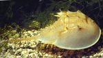 Aquarium Sea Invertebrates Horseshoe Crabs  characteristics and Photo