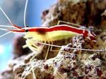 Akvarium Havet Hvirvelløse Dyr Indo-Pacific Hvid Stribede Renere Rejer  egenskaber og Foto