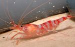 Aquarium Sea Invertebrates Kukenthal’S Cleaner Shrimp  characteristics and Photo