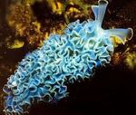 Photo Aquarium Sea Invertebrates  Lettuce Sea Slug  characteristics