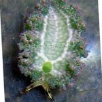 Akvarij Solata Sea Slug morski polži, Elysia crispata siva fotografija, opis in nega, rast in značilnosti