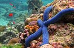 Akvaryum Deniz Omurgasızları Linckia Deniz Yıldızı, Mavi  özellikleri ve fotoğraf