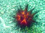 фотографија Акваријум Море Бескичмењаци дерани Longspine Urchin  карактеристике