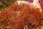 Акваријум Magnificent Sea Anemone анемонес, Heteractis magnifica црвен фотографија, опис и брига, растуће и карактеристике
