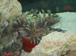 Aquarium Magnificent Sea Anemone, Heteractis magnifica grey Photo, description and care, growing and characteristics