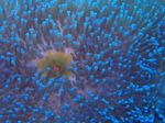 Aquarium Magnificent Sea Anemone, Heteractis magnifica transparent Photo, description and care, growing and characteristics