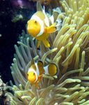 Aquarium Magnificent Sea Anemone, Heteractis magnifica yellow Photo, description and care, growing and characteristics