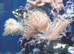 Акваријум Magnificent Sea Anemone анемонес, Heteractis magnifica светло плава фотографија, опис и брига, растуће и карактеристике