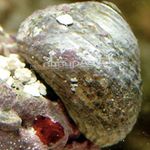 Photo Aquarium Sea Invertebrates clams Margarita Snail  characteristics
