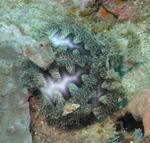 Akvaryum Deniz Omurgasızları Microcyphus Rousseau kestaneleri özellikleri ve fotoğraf