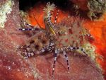 Акваријум Море Бескичмењаци Monkey Shrimp, Common Marble Shrimp шврћа карактеристике и фотографија
