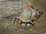 Photo Aquarium Sea Invertebrates clams Murex  characteristics