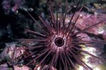 Aquarium Sea Invertebrates Needle Spined Sea Urchin  characteristics and Photo