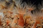 Aquarium Orange Anemone, Diadumene cincta red Photo, description and care, growing and characteristics