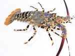 Aquarium Sea Invertebrates Ornate Spinny Lobster  characteristics and Photo
