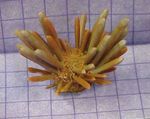 Aquarium Meer Wirbellosen Pencil Urchin seeigel Merkmale und Foto