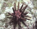 Aquarium Meer Wirbellosen Pencil Urchin seeigel Merkmale und Foto