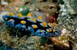 Photo Aquarium Sea Invertebrates sea slugs Phyllidia Coelestis  characteristics