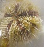 Akvaario Pincushion Urchin merisiilit, Lytechinus variegatus keltainen kuva, tuntomerkit ja hoito, viljely ja ominaisuudet