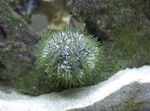 Aquarium Sea Invertebrates Pincushion Urchin  characteristics and Photo
