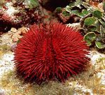 Acvariu Nevertebrate Marine Pincushion Arici  caracteristici și fotografie