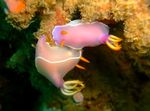 Aquarium Sea Invertebrates Pink Dorid Nudibranch sea slugs characteristics and Photo