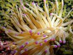 Aquarium Pink-Tipped Anemone, Condylactis passiflora yellow Photo, description and care, growing and characteristics
