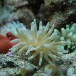 Akvarium Havet Hvirvelløse Dyr Pink Spids Anemone  egenskaber og Foto