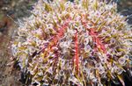 Akvarium Havet Hvirvelløse Dyr Gift Urchin (Blomst Søpindsvin)  egenskaber og Foto