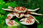 Aquarium Sea Invertebrates Porcelain Anemone Crab  characteristics and Photo