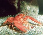 Aquarium Sea Invertebrates Purple Reef Lobster  characteristics and Photo