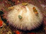фотографија Акваријум Море Бескичмењаци дерани Purple Short Spine Pincushion Urchin  карактеристике