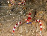 Aquarium Sea Invertebrates Red Banded Boxer Shrimp, White-Banded Cleaner Shrimp, Boxing Shrimp  characteristics and Photo
