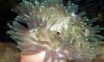 Akvarium Rød-Base-Anemone, Macrodactyla doreensis grå Foto, beskrivelse og pleje, voksende og egenskaber